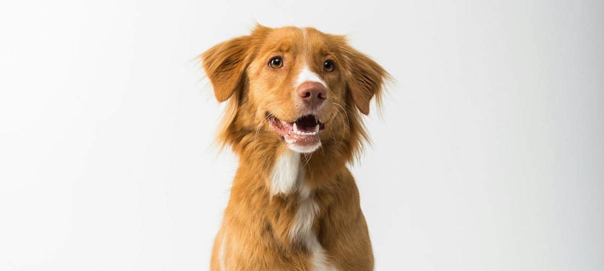Zufriedener Hund sitzt neben seinem Futternapf in warmem, natürlichem Licht.