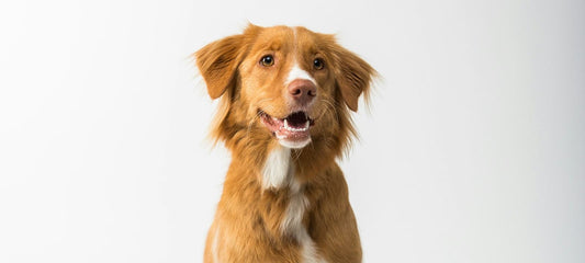 Zufriedener Hund sitzt neben seinem Futternapf in warmem, natürlichem Licht.