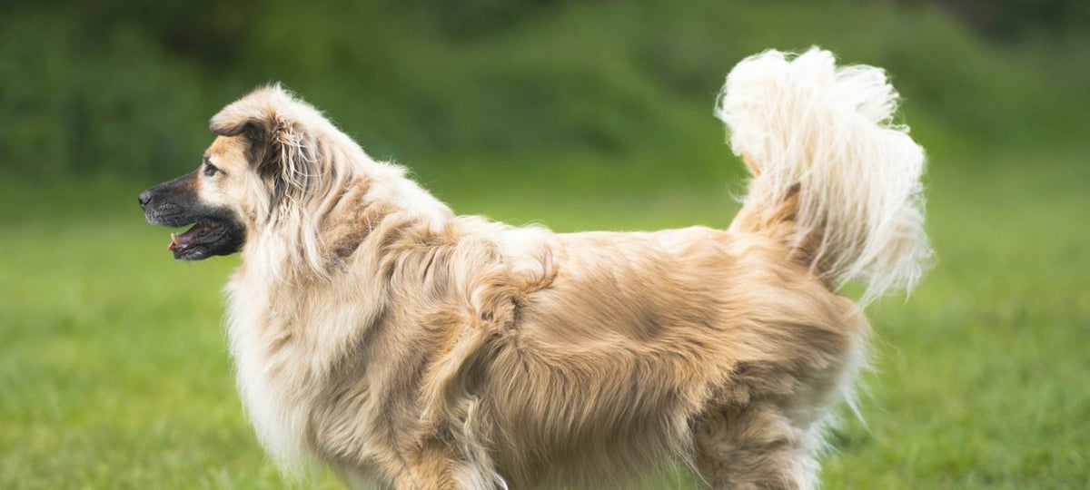 Vitaler, gesunder Hund tobt munter durch die Natur.