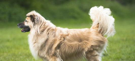 Vitaler, gesunder Hund tobt munter durch die Natur.