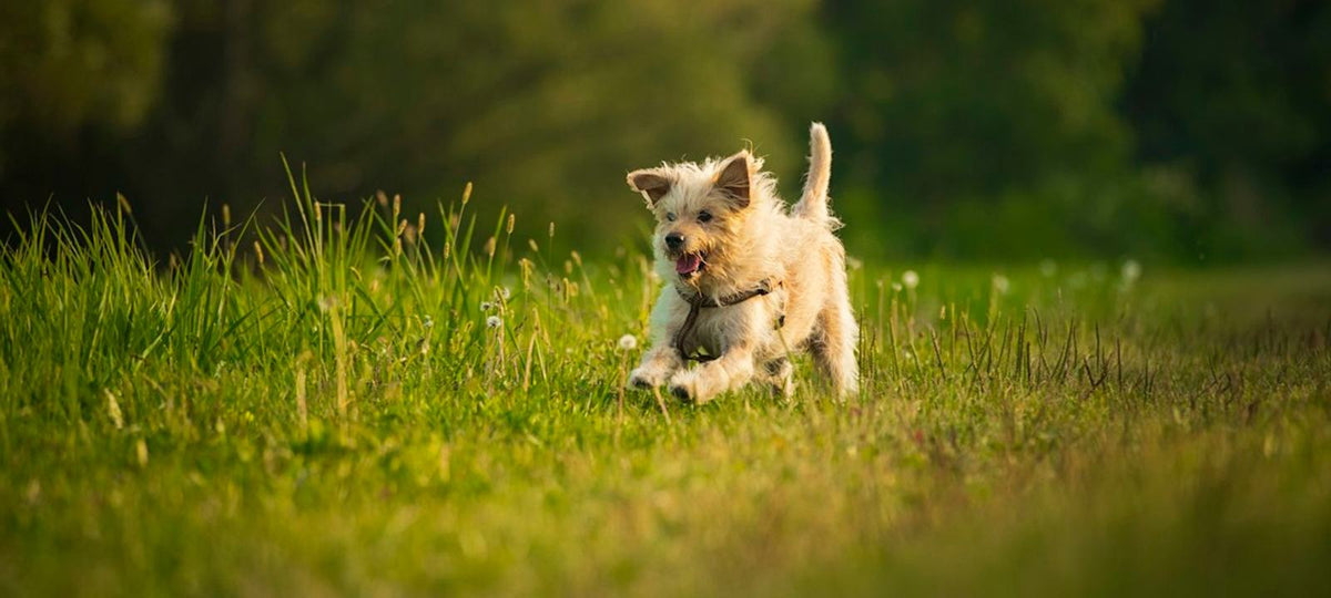Vitaler, gesunder Hund tobt munter durch die Natur.