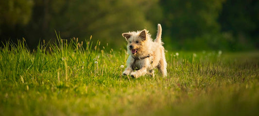 Vitaler, gesunder Hund tobt munter durch die Natur.