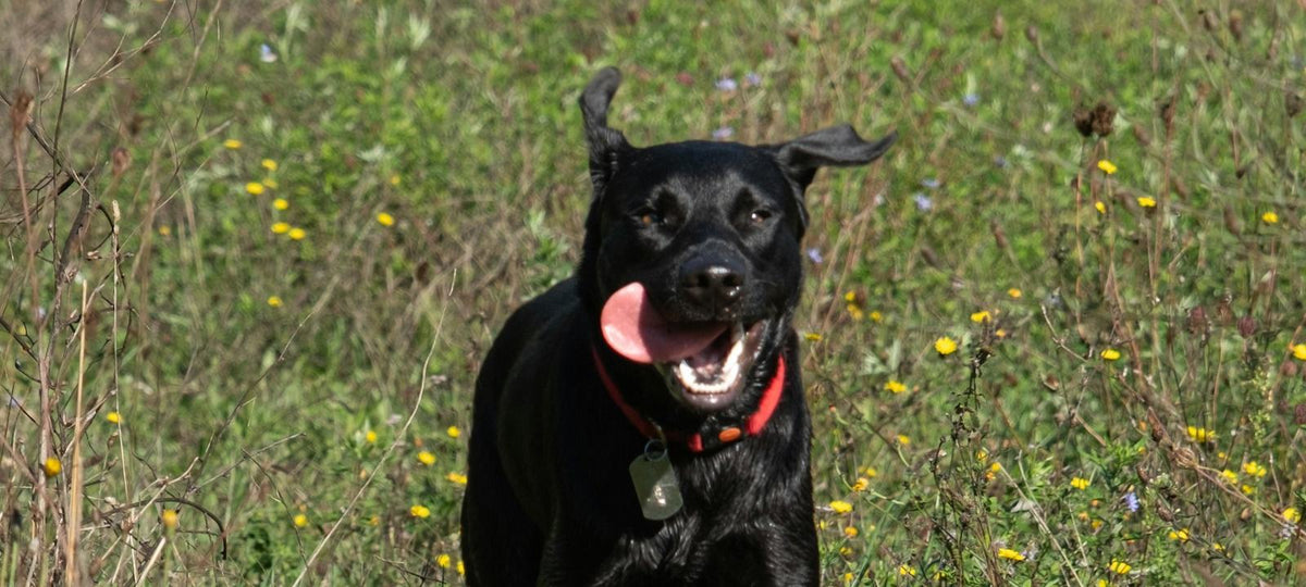 Munterer schwarzer Hund rennt freudig über eine Blumenwiese.