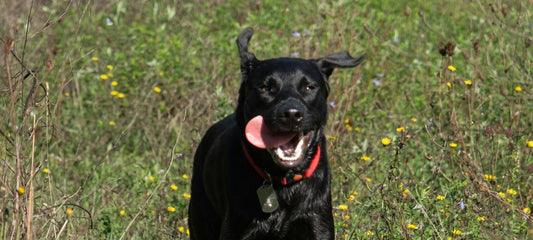 Munterer schwarzer Hund rennt freudig über eine Blumenwiese.