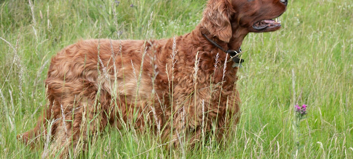 Irish Setter mit glänzendem rotbraunem Fell auf einer grünen Wiese.
