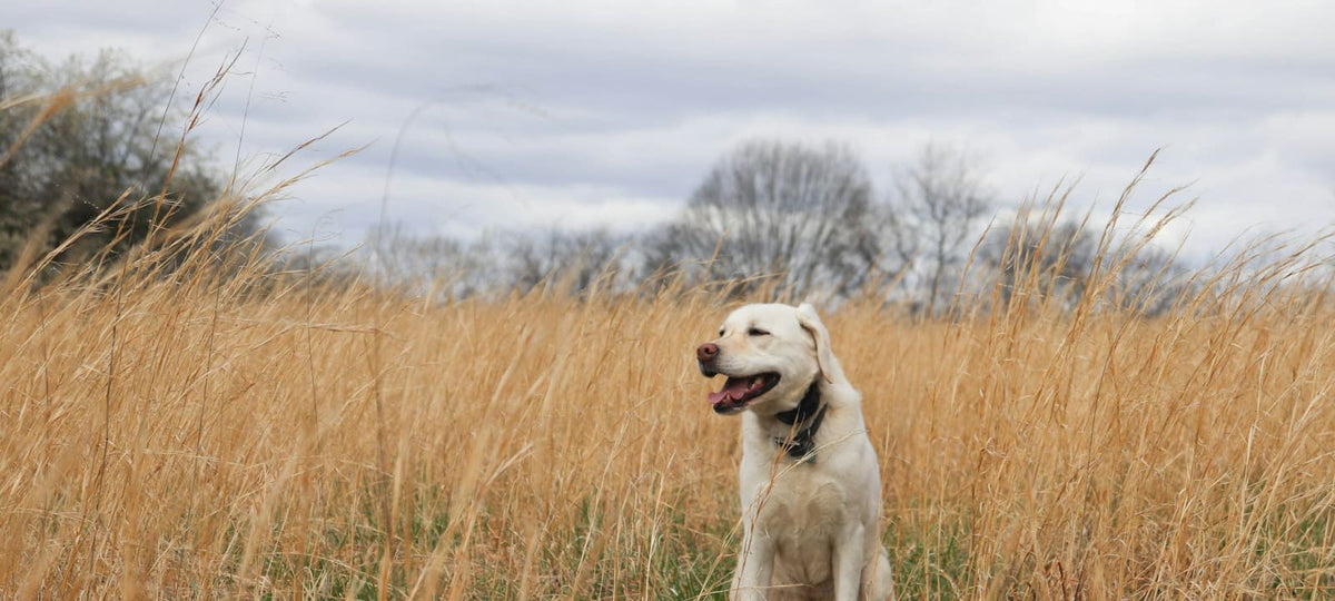 Vitaler Labrador sitzt zufrieden im goldenen Wiesengras.
