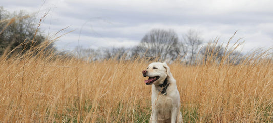 Vitaler Labrador sitzt zufrieden im goldenen Wiesengras.
