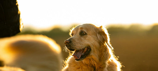 Gesunder Hund mit glänzendem Fell im warmen Gegenlicht im Freien.