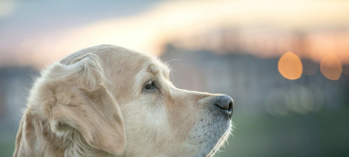 Hund mit besonders glänzendem, gesundem Fell im warmen Abendlicht.