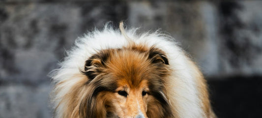 Collie mit dichtem, gesundem Langhaarfell steht im Freien.