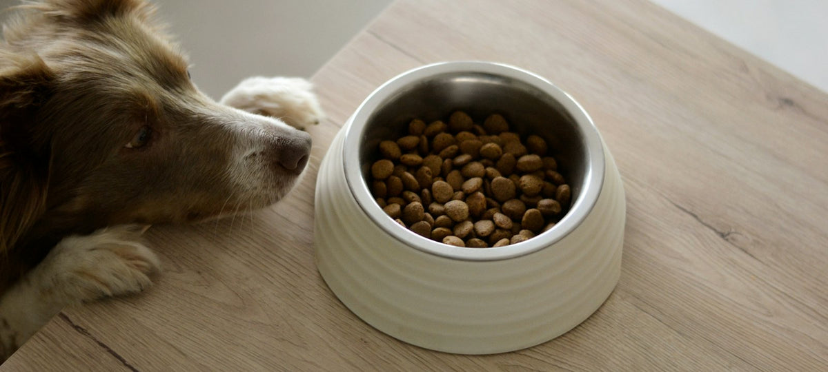 Brauner und weißer Hund frisst aus einem Napf – Ratgeber Darmgesundheit beim Hund von KräuterNapf.