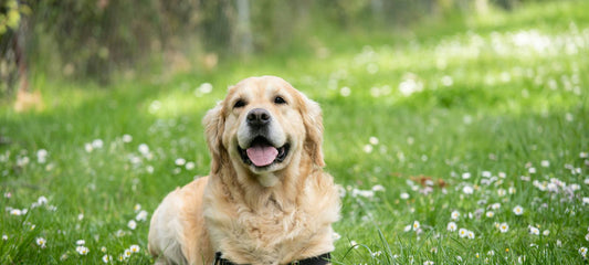Golden Retriever liegt entspannt mit glänzendem Fell in einer sonnigen Wiese.