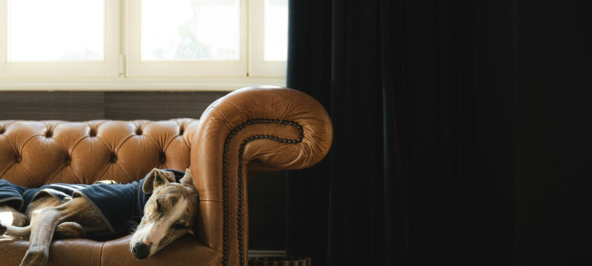 Hund erholt sich entspannt und ruht behaglich.