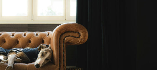 Hund erholt sich entspannt und ruht behaglich.
