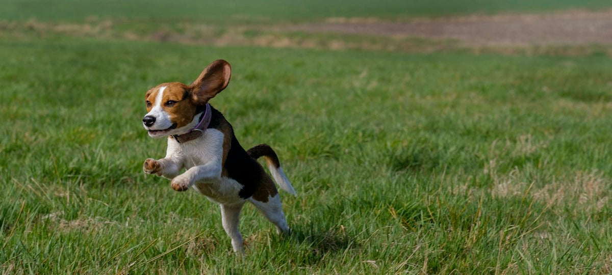 Munterer Beagle springt vital über eine grüne Wiese.