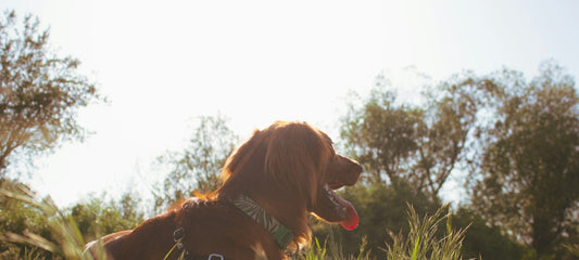 Entspannter Hund ruht im hohen Gras im warmen Gegenlicht.