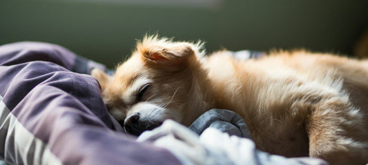Hund ruht behaglich und erholt sich auf einem weichen Bett.